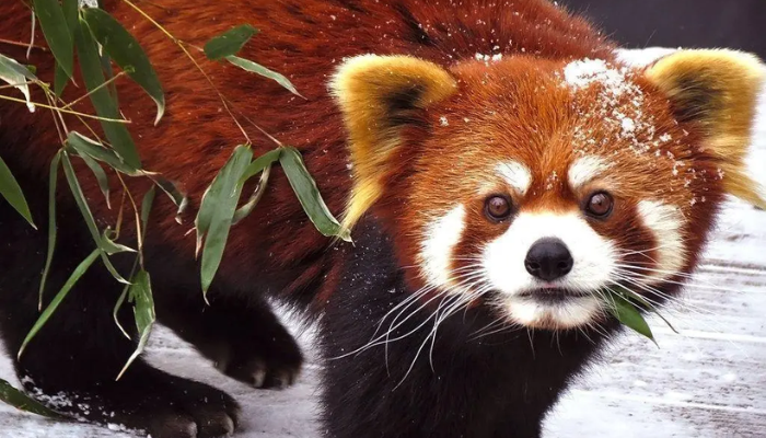 names for red pandas