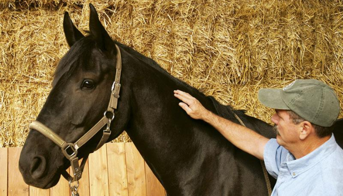 el entrenamiento equino: presión y liberación para resultados efectivos